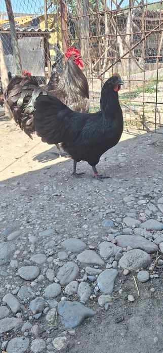 Vând puicii de austrlorop și cocoși