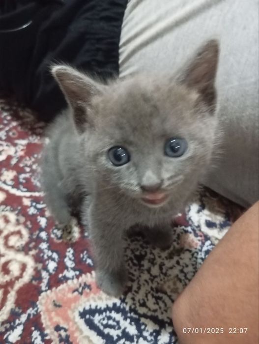 Lesbians yalab klitoris video