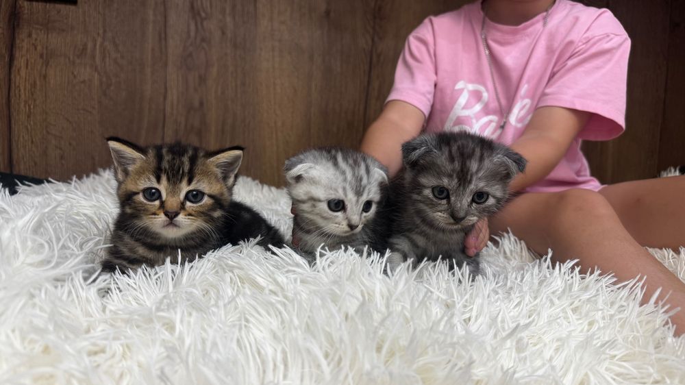 Продам шотландских котят