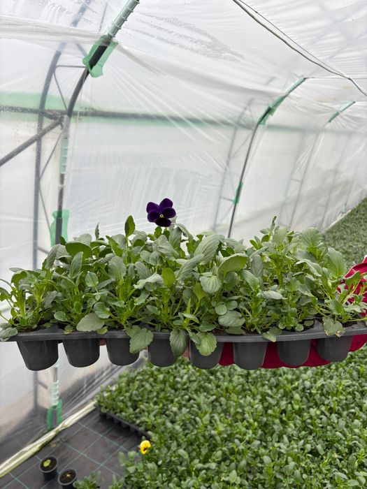 Теменужки в табли