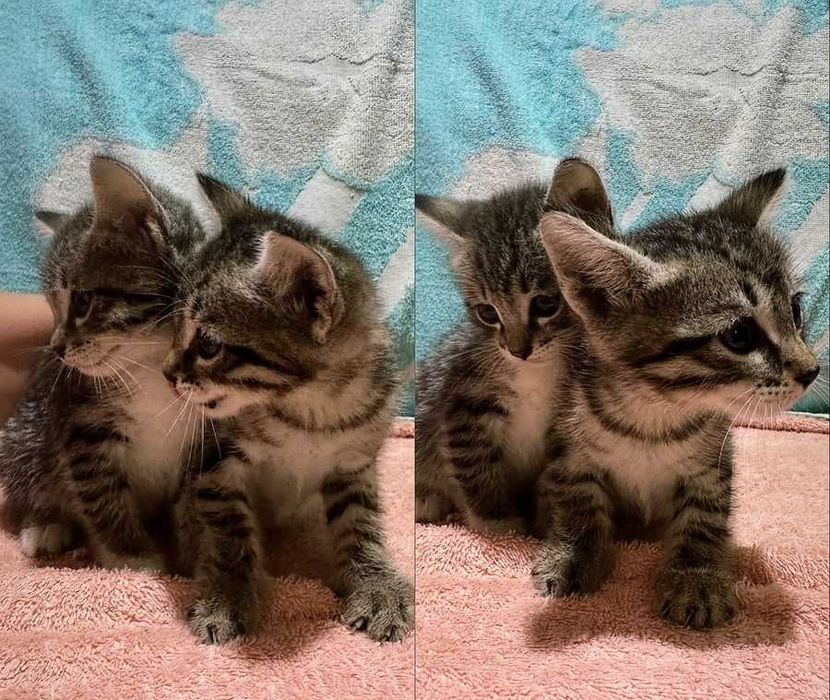 Бесплатно дарим котят