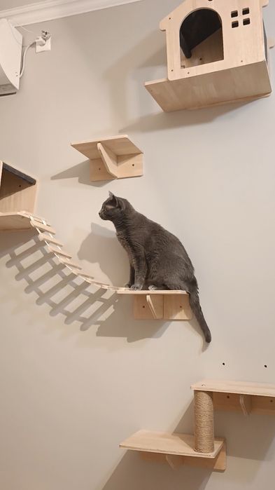 ЗООгостиница Передержка КОШЕК