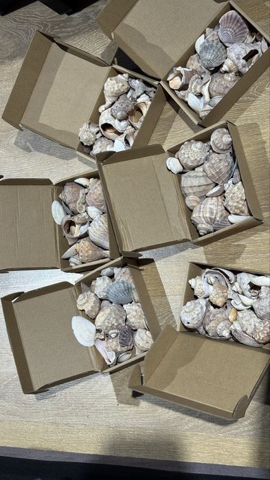 Ракушки с черного моря