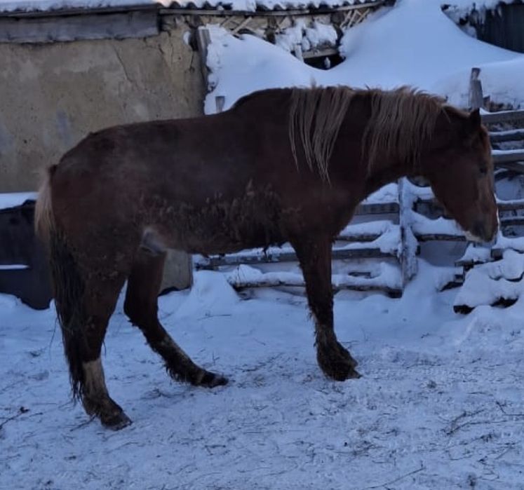 Продам лошадей с откорма Құнан