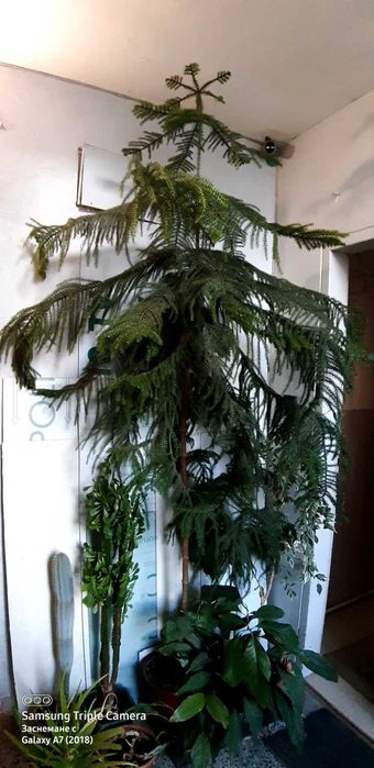 Араукария (Araucaria heterophylla)