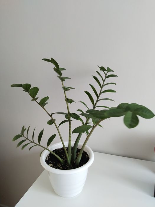 Продам домашние растения