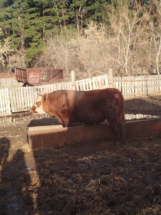 Продам Быков с откорма