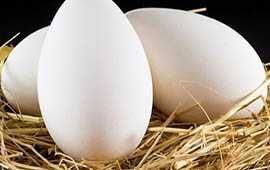 Продам гусиные яйца инкубационные