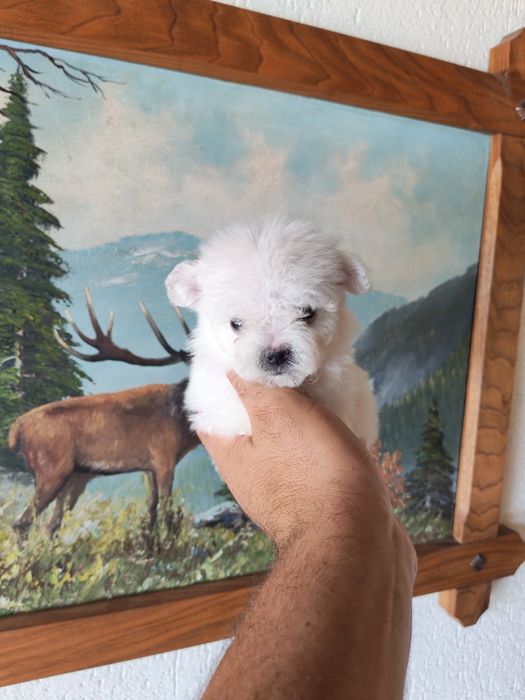 Bichon maltez talie mica disponibil