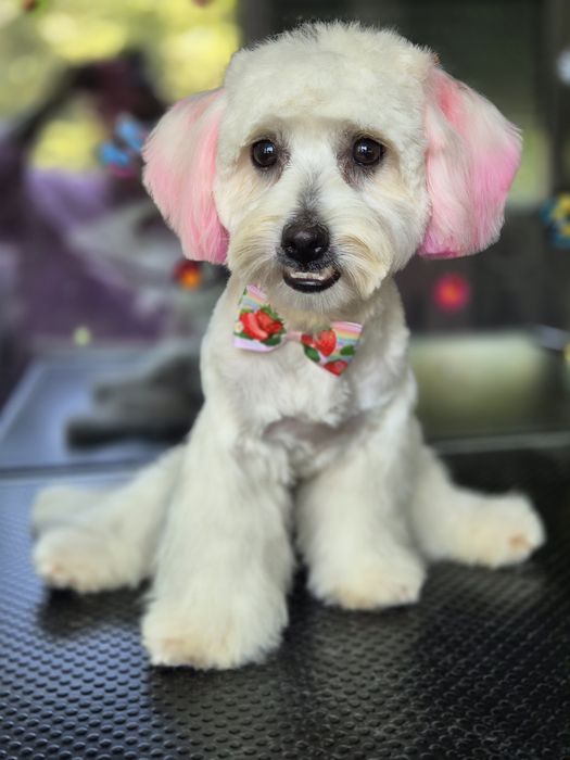 Frizerie canina Constanta
