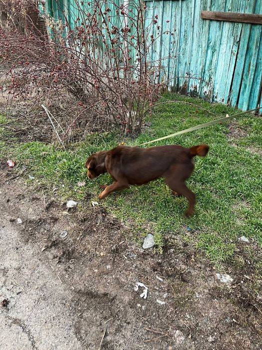 Лабрадор и хаска