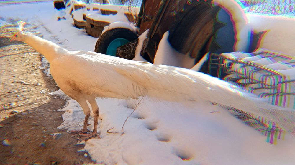 Туас белый Павлин