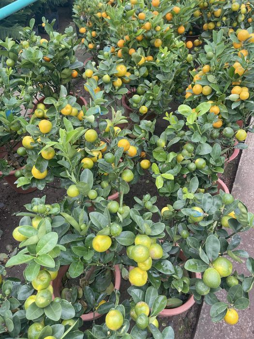 Мандарины в продаже