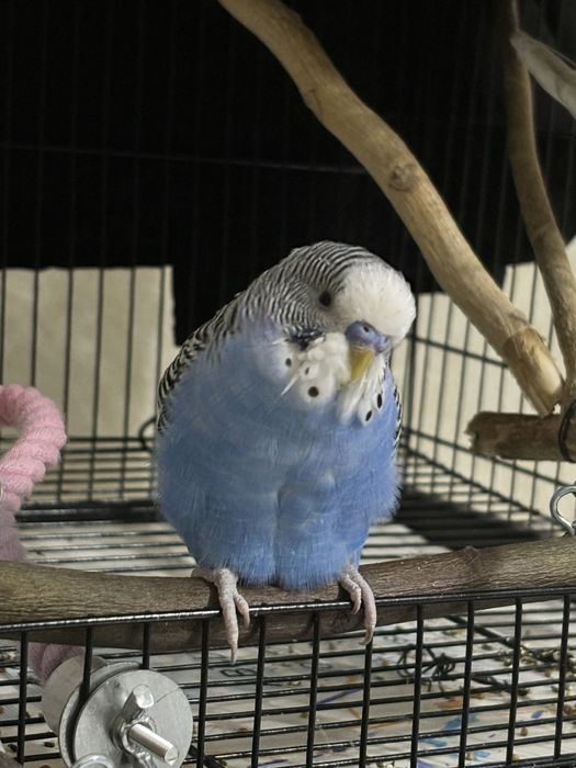 попугай волнистый