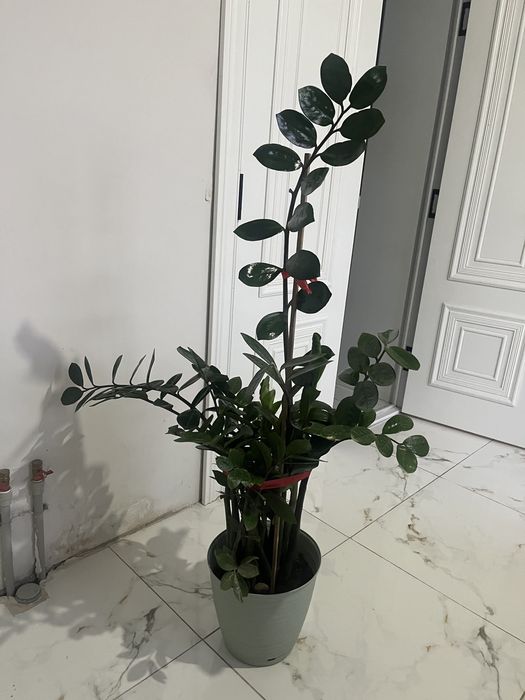 доллар гүл сатылады