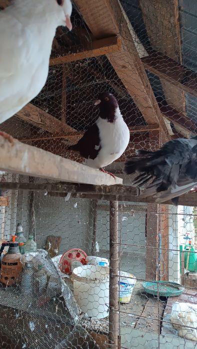 Vând porumbei  diferite rase