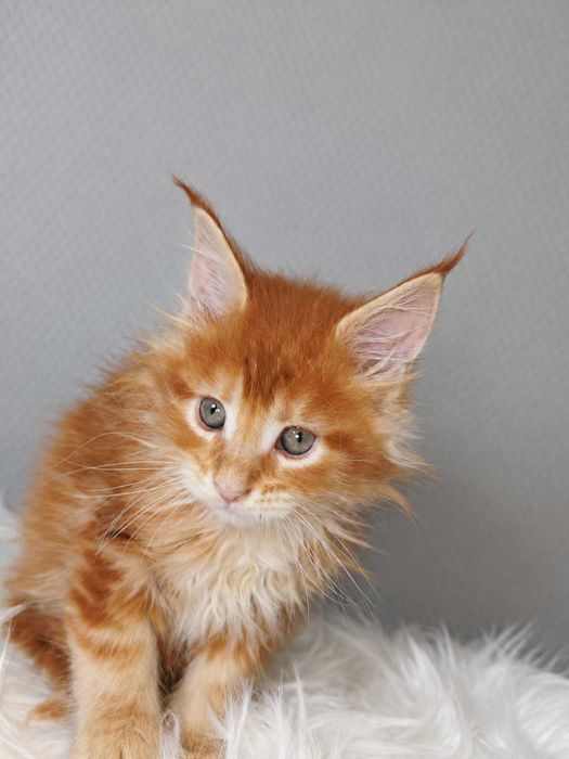 Viking – motănel Maine Coon roșcat, cu pedigree | LYNX RUNE CODE