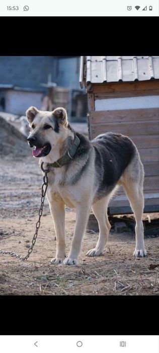 СобАчкИ кОмпаНьеНы сТорожа ОхраНиики
