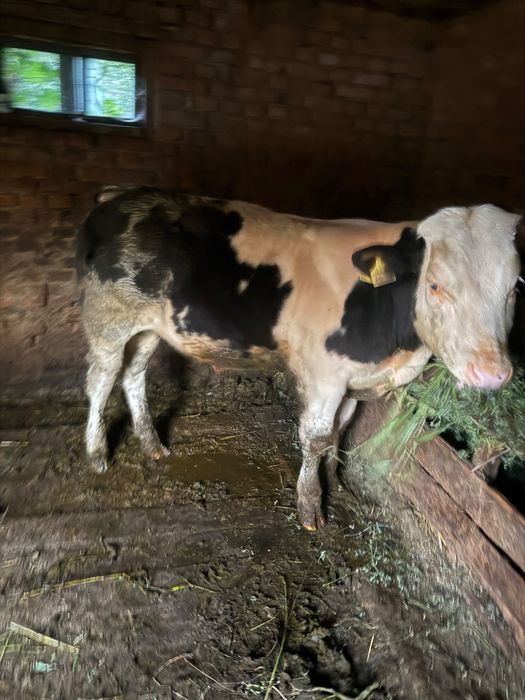 Vaca cu vițel de 6 luni