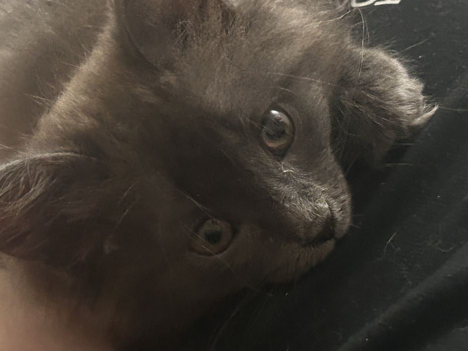 котенок девочкаа