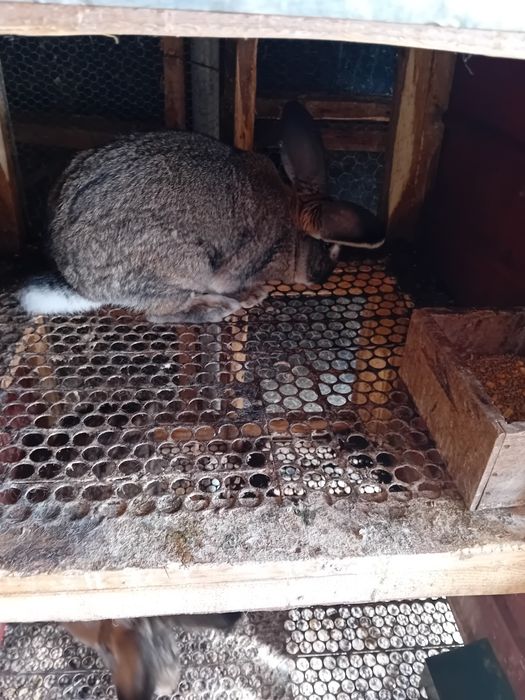 Iepuri belgieni vand