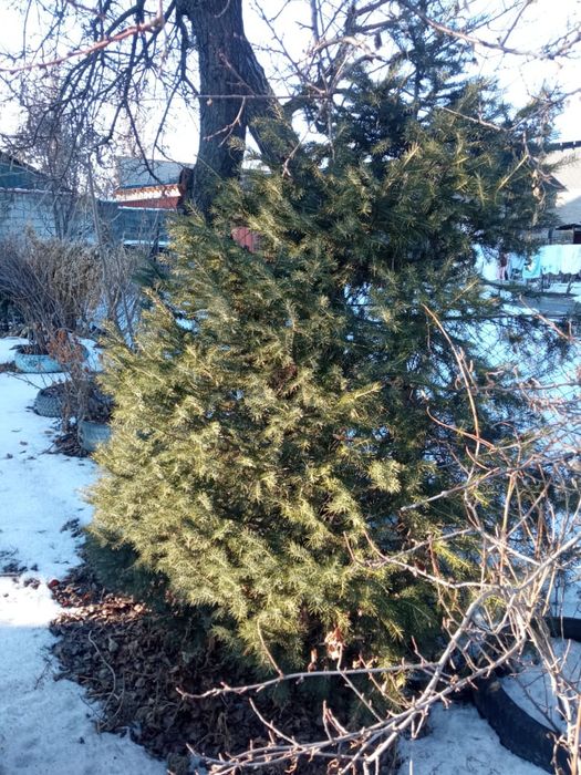 Елка живая     .