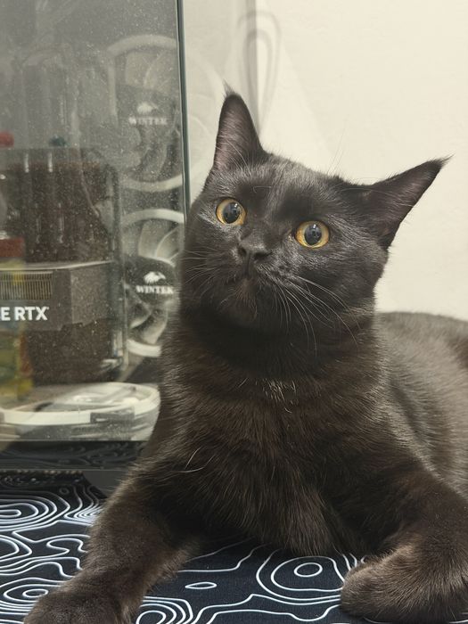 Отдаем черную кошечку в добрые руки