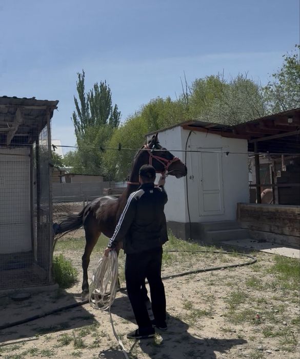 Аигыр 7. Жасар. Сатам