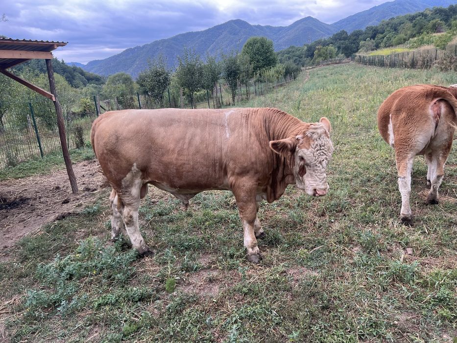 De vanzare  taur de montă mai multe detali la nr de telefon 0751208474