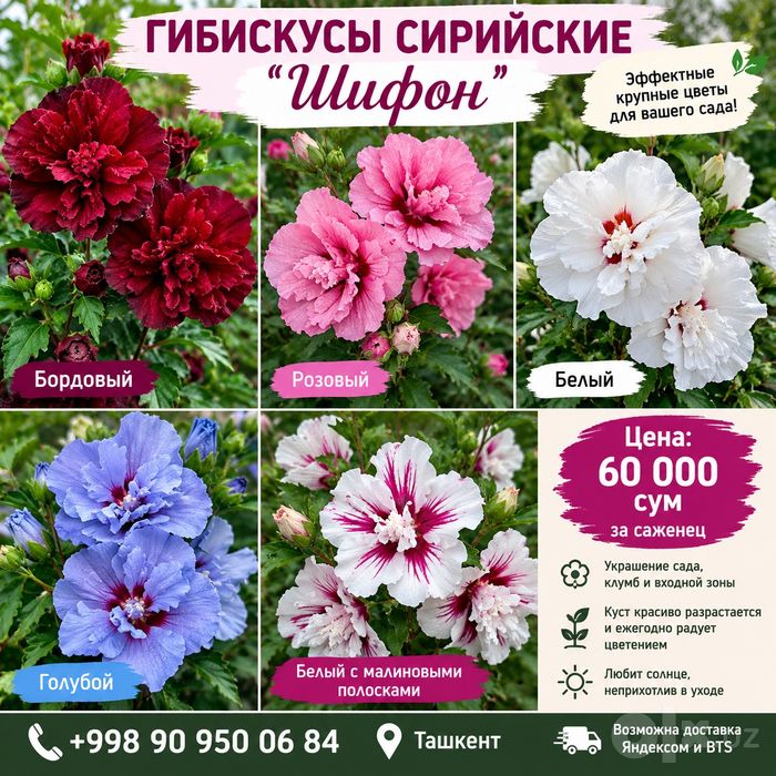 Саженцы гиьискусов махровые
