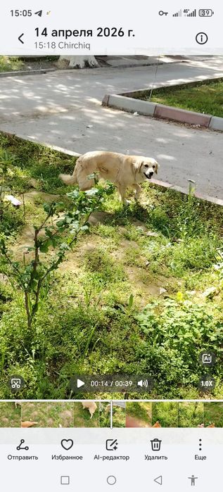 Отдам в хорошие руки девочка умная и дружелюбная