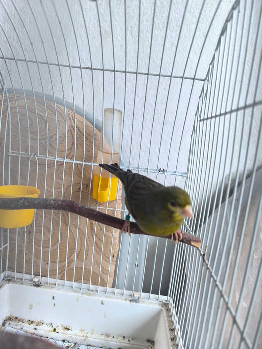 Продам канарейку самец 2 годовалый (нар канарейка сотилади 2 ёш