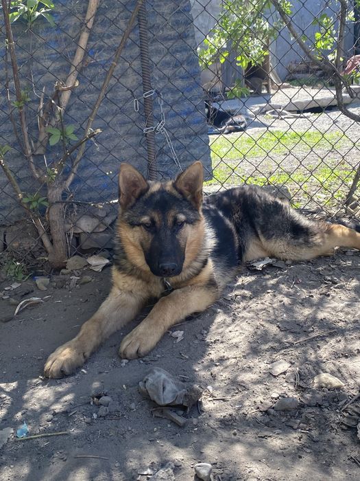 Немецкая овчарка