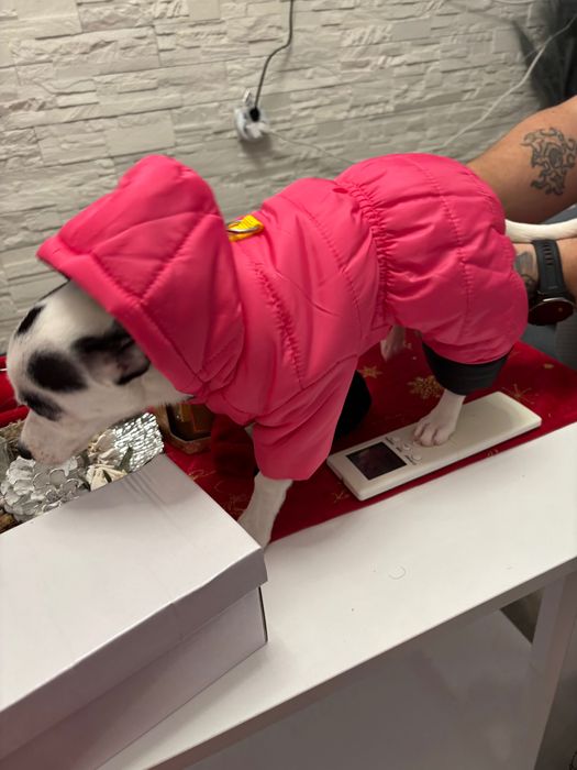 Продавам женско чихуахуа гр.Ловеч