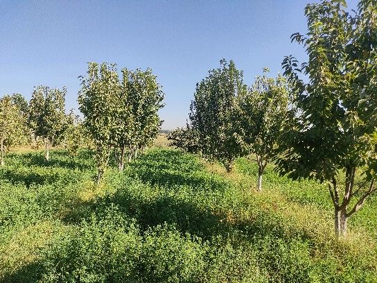 Чиноз туманида 40сотих ер участка сотилади арзон