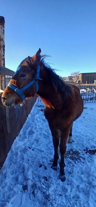 Продам жабагы полукровка