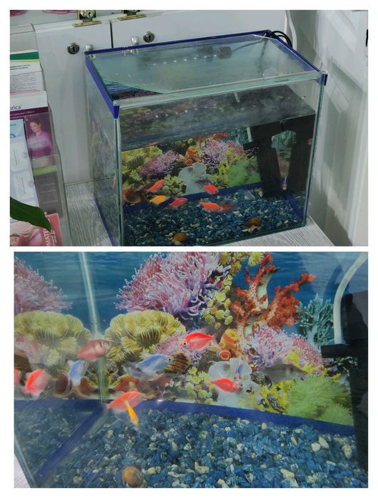 Аквариум 20л вместе с рыбками и улитками, оборудованием