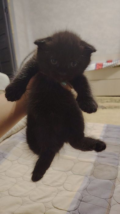 Продаётся котята
