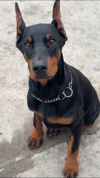 Щенок добермана Девочка