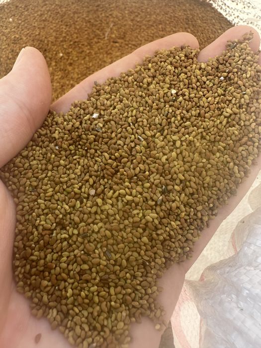 Семена люцерна Жоңышқа ұрық