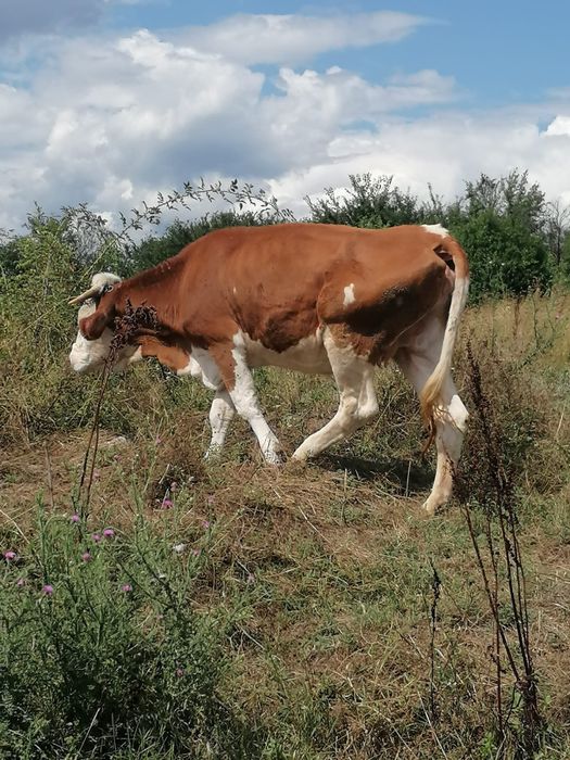 Vaca si junica de vanzare