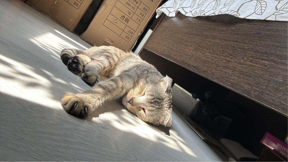 кот шотланд вислоухий