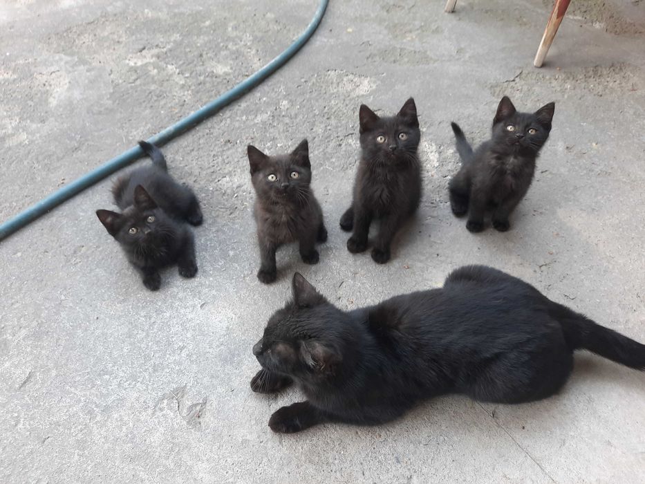 Котята кошки mushuk bolasi