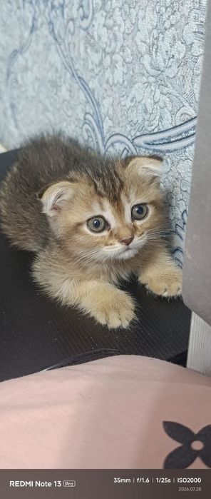продается котята
