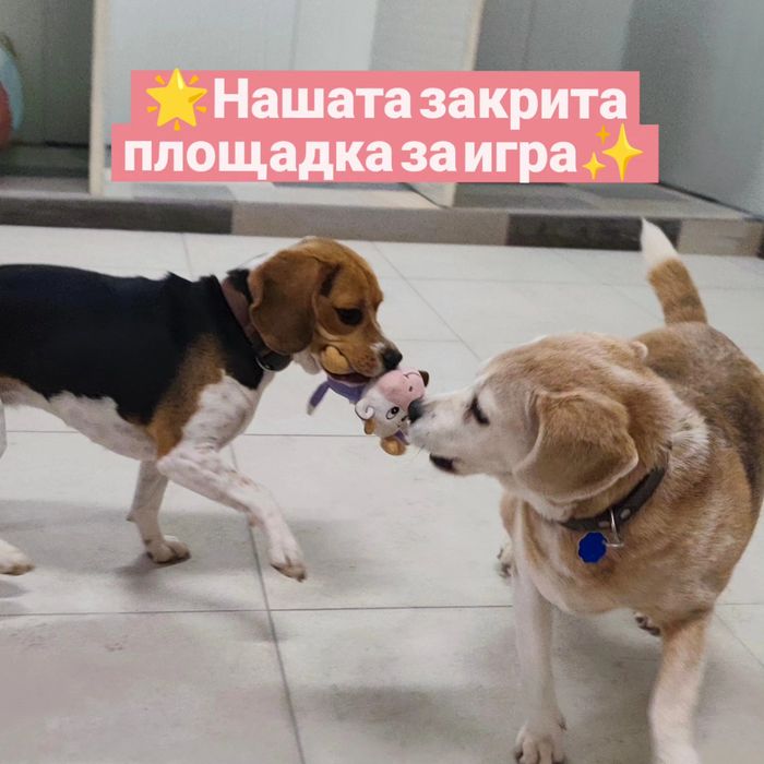 Хотел за домашни любимци,дресура и индивидуални разходки  във Варна