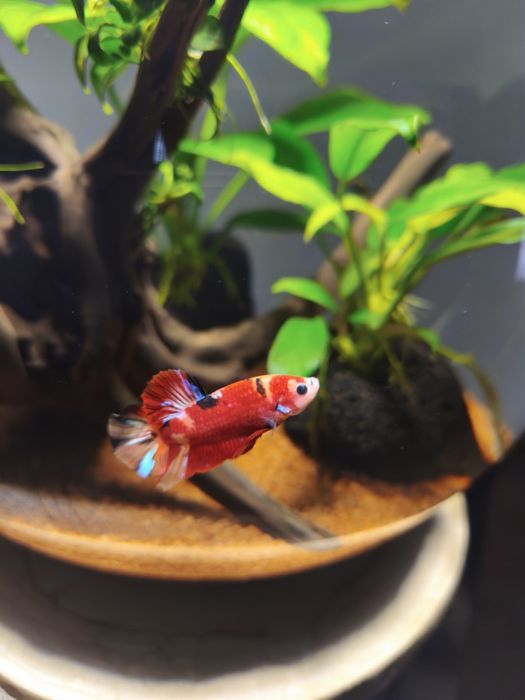 Betta plakat  6,7 luni