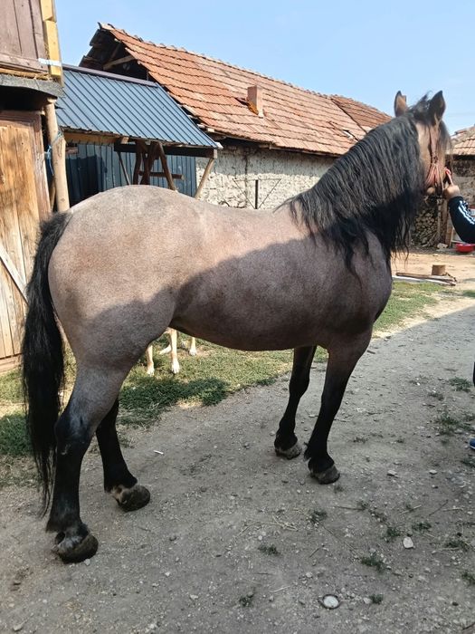 De vânzare iapă cu