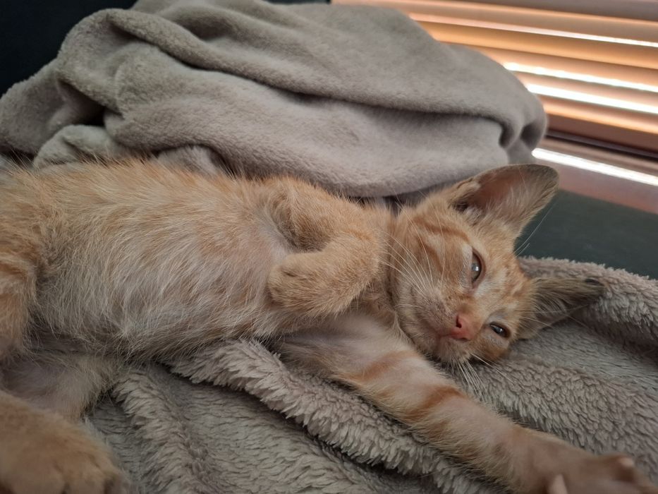 Baby Yoda Jucăuș pt adopție