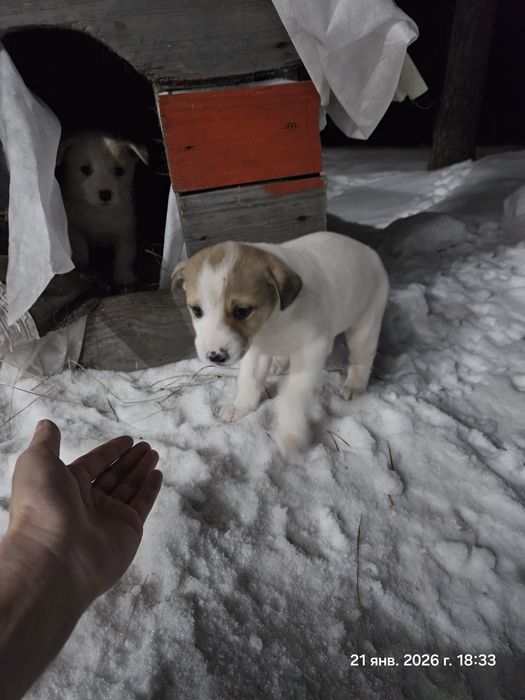 Отдам бесплатно щенков мальчиков