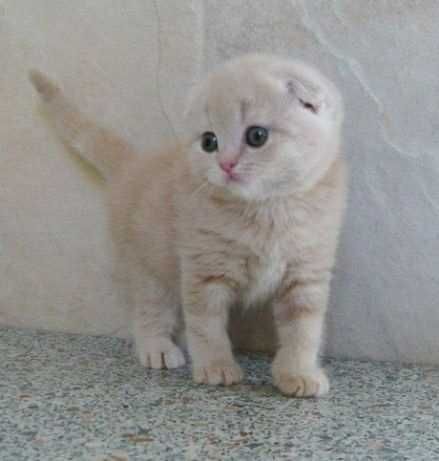 Продам Шотландских Шиншилл